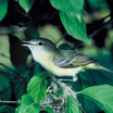 Bell's Vireo